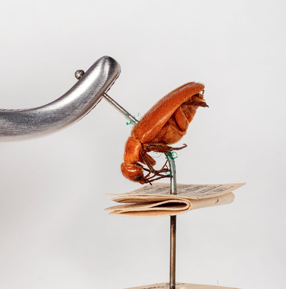 Example of a specimen with a bent pin and verdigris, in need of repair